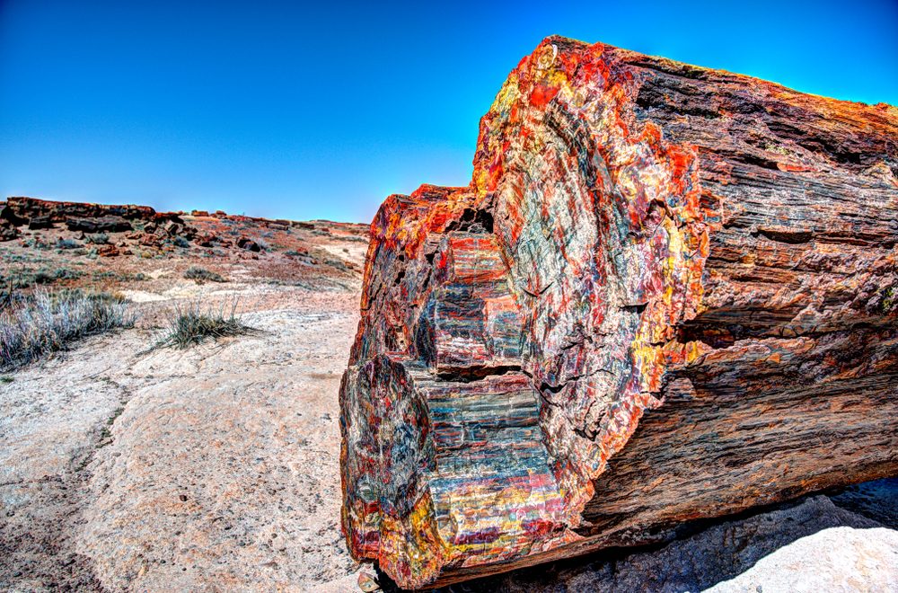 Petrified forest national park где находится